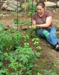 Jennifer stakes some tomato plants